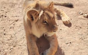 Capturan a “Cachito” un león africano de 9 meses en Aguascalientes