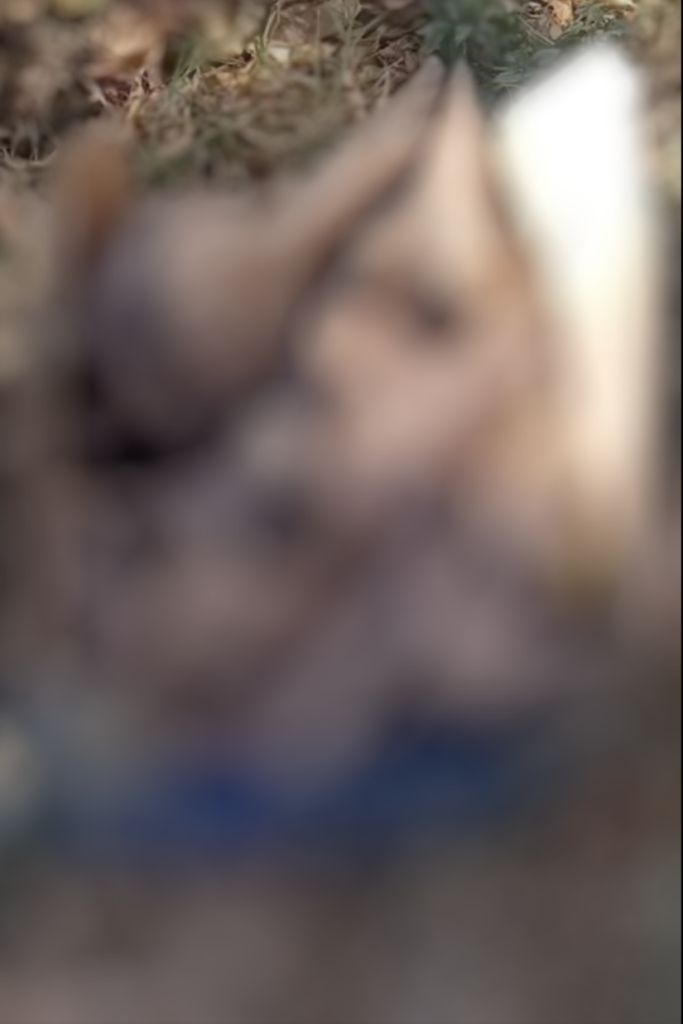 Hallan restos óseos en un parque de Zapopan - ZMG Noticias Hallan restos óseos en un parque de Zapopan - ZMG Noticias