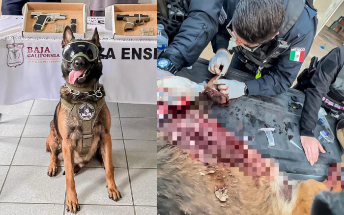 El perro policía ‘Boris’ perdió una pata en tiroteo