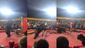 Oso se rebela a su domador durante show