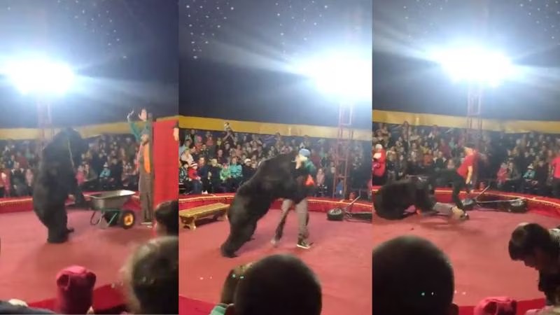 Oso se rebela a su domador durante show