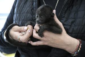 Lo confundieron con un gato! Mono saraguato bebé es resguardado en Zapopan - ZMG Noticias