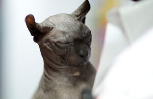 Gatito tatuado en penal de Cd. Juárez está en adopción - ZMG Noticias