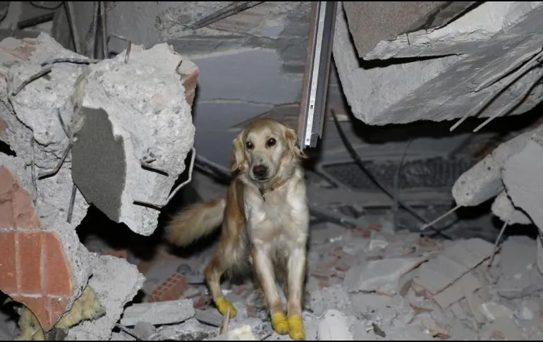 Perro rescatista se lastima las patas, se niega a descansar y salva a 5 en Turquía