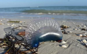 ¡Cuidado! Alerta por medusa peligrosa en playas mexicanas