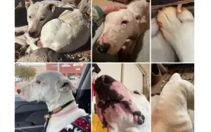 Perro abandonado se unió a jauría de coyotes para sobrevivir