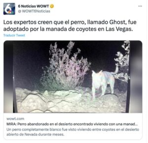 Para sobrevivir, perro abandonado se une a manada de coyotes - ZMG Noticias
