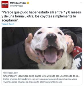 Para sobrevivir, perro abandonado se une a manada de coyotes - ZMG Noticias