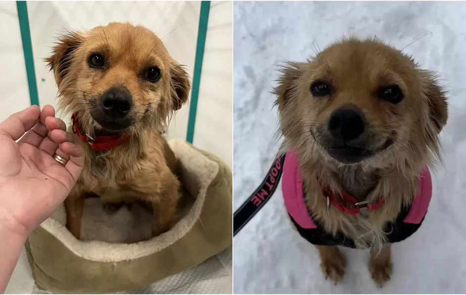 ¡Una sonrisa que enamora! Perrita no deja de sonreír luego de ser rescatada