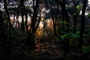 Cumple Bosque de la Primavera 43 años como Área Natural Protegida - ZMG Noticias