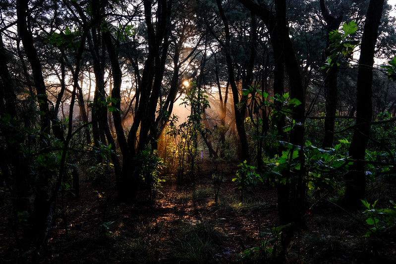 Cumple Bosque de la Primavera 43 años como Área Natural Protegida - ZMG Noticias