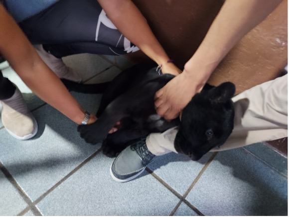 Profepa asegura un cachorro de jaguar por denuncia de Sandra Echeverría <br> - ZMG Noticias