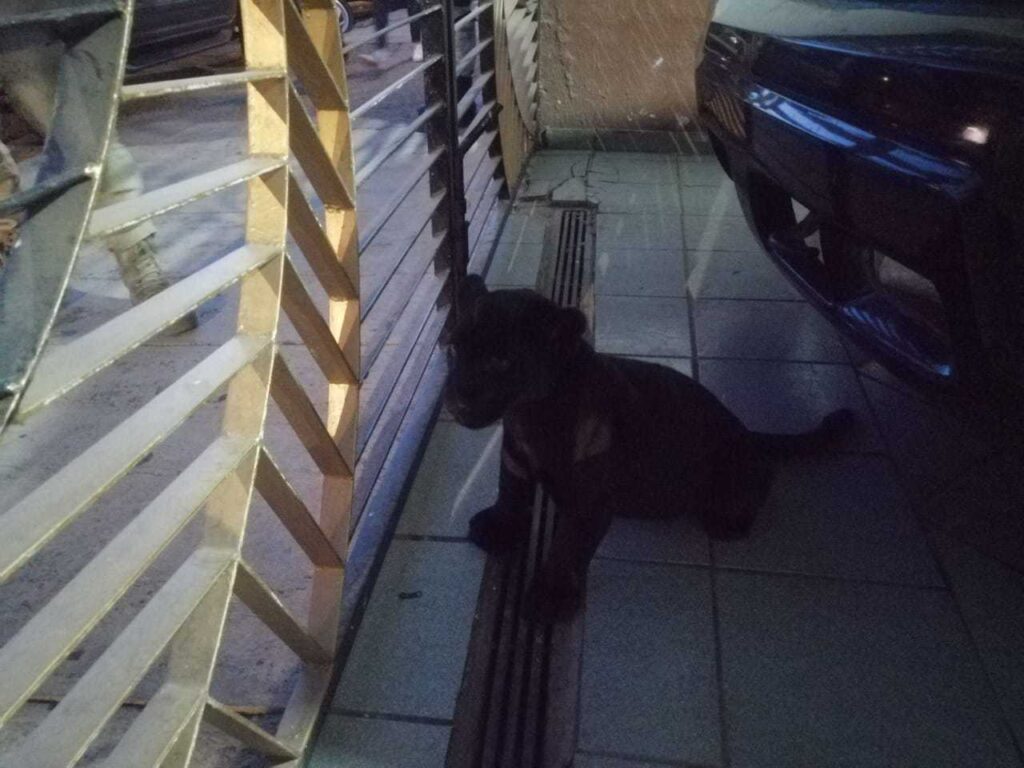 Profepa asegura un cachorro de jaguar por denuncia de Sandra Echeverría <br> - ZMG Noticias