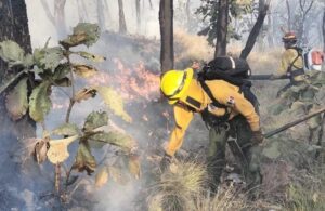 Se registra nuevo incendio dentro de La Primavera - ZMG Noticias