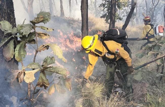 Se registra nuevo incendio dentro de La Primavera - ZMG Noticias