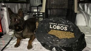 Abandonan bolsa con marihuana en la escultura "Las Tres Gracias"<br> - ZMG Noticias