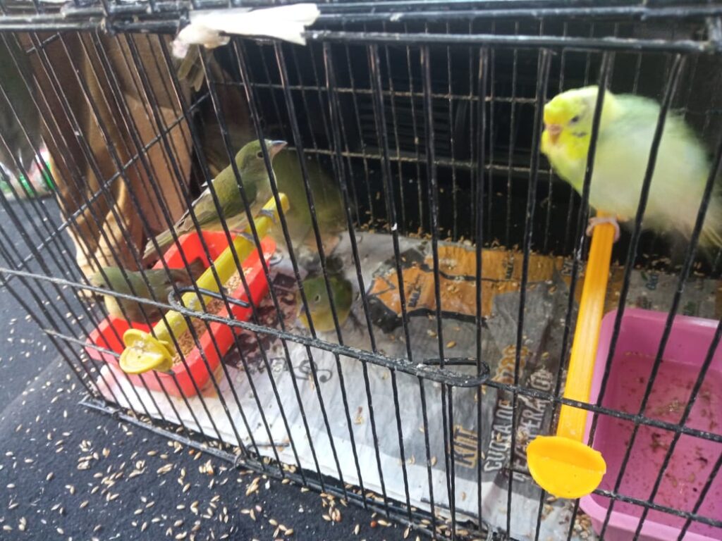 Autoridades rescatan 47 aves abandonadas en El Baratillo - ZMG Noticias