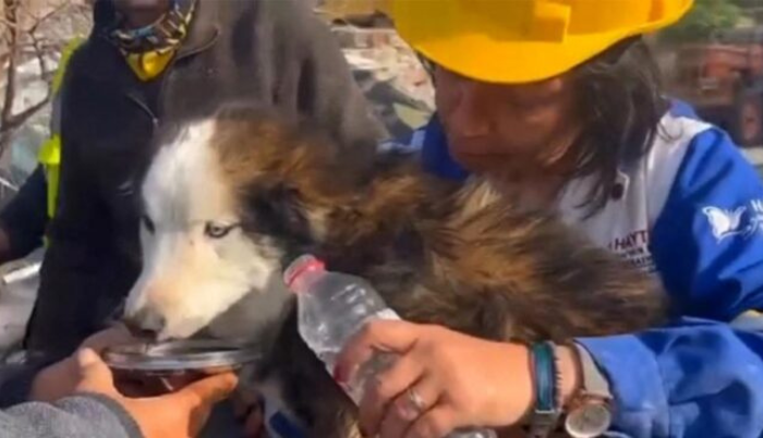 Rescatan perrito en Turquía tres semanas después del terremoto - ZMG Noticias Rescatan perrito en Turquía tres semanas después del terremoto - ZMG Noticias