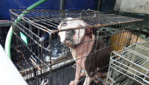 Muere una joven de 23 años, atacada por dos perros pitbull - ZMG Noticias