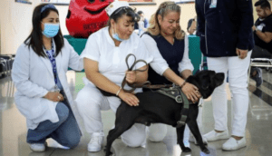 Conoce a Cuco, el perrito migrante que ahora trabaja en el IMSS - ZMG Noticias