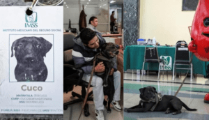 Conoce a Cuco, el perrito migrante que ahora trabaja en el IMSS - ZMG Noticias