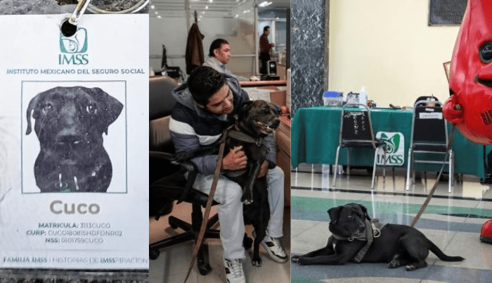 Conoce a Cuco, el perrito migrante que ahora trabaja en el IMSS - ZMG Noticias