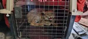 Regresan a su hábitat natural en Cerro Viejo Tlajomulco un lince rescatado hace una semana - ZMG Noticias