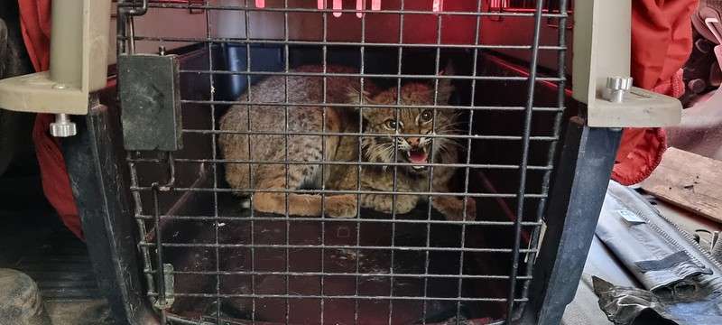 Regresan a su hábitat natural en Cerro Viejo Tlajomulco un lince rescatado hace una semana - ZMG Noticias