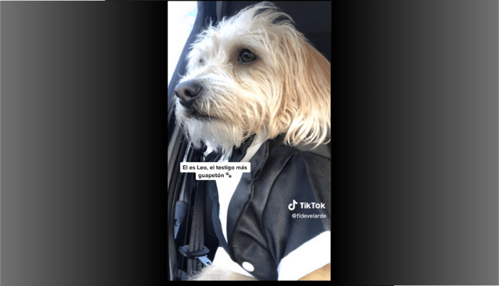 Perrito que funge como testigo de boda se hace viral en redes sociales - ZMG Noticias