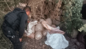 Policías estatales aseguran 43 kilogramos de marihuana en Etzatlán - ZMG Noticias