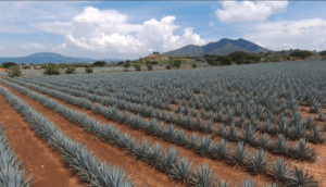 El RAN-Jalisco cumple con la estrategia “El RAN Cerca de Ti”