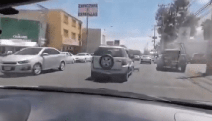 Mujer que abandona a dos perritos en la vía pública de Guadalajara provoca indignación - ZMG Noticias