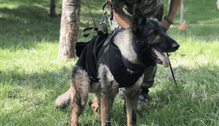 Turquía mandará un cachorro en reconocimiento a Proteo, perrito rescatista - ZMG Noticias