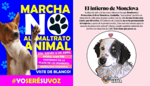 La FGEC iniciará investigaciones por caso de crueldad animal en Monclova - ZMG Noticias