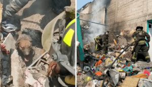 Bomberos rescatan vivos a perritos, de escombros por explosión de gas - ZMG Noticias
