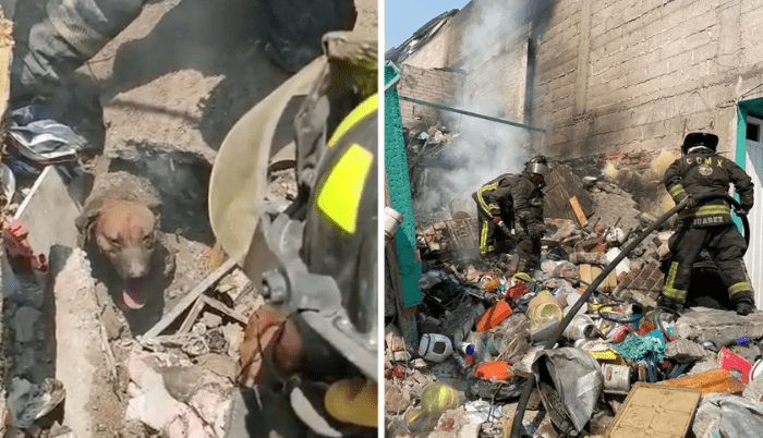 Bomberos rescatan vivos a perritos, de escombros por explosión de gas - ZMG Noticias