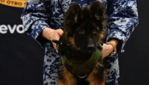 ¡Llegó el cachorrito de Turquía! - ZMG Noticias