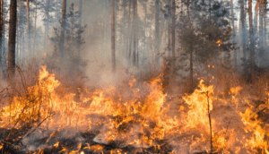 Incendios forestales en Jalisco