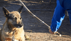 Hasta 3 años de cárcel a quien cometa crueldad contra los animales