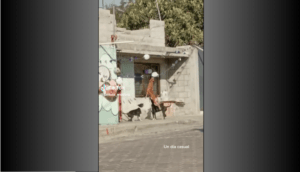 Se viraliza video de perritos jugando con unos globos afuera de una casa en obra negra - ZMG Noticias