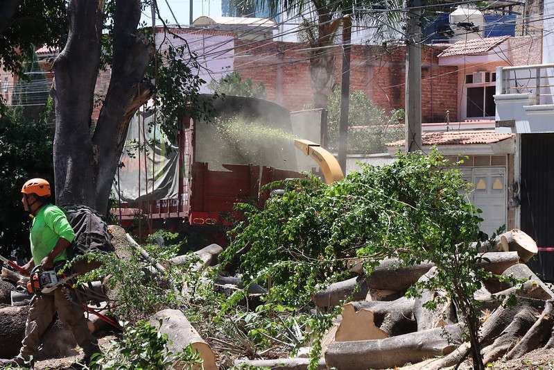 Antes de las lluvias, Guadalajara poda 10 mil 500 árboles para evitar accidentes - ZMG Noticias
