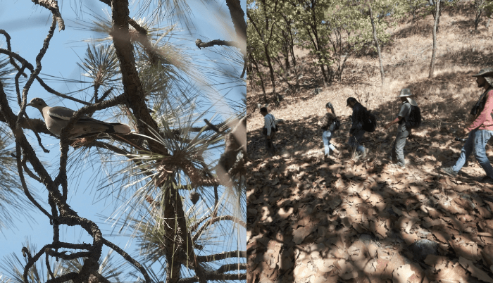 Realizan recorrido de observación de aves del bosque La Primavera - ZMG Noticias