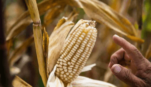 AMLO aumenta aranceles a importación del maíz no blanco