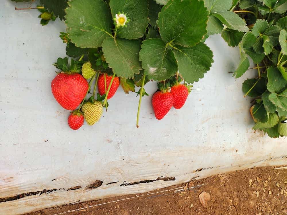 Sector de las berries mantiene crecimiento nacional - ZMG Noticias