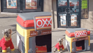 VIDEO: "Oxxito" para lomitos se vuelve viral