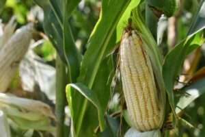 Apoyarán con financiamiento a productores de maíz de Jalisco - ZMG Noticias