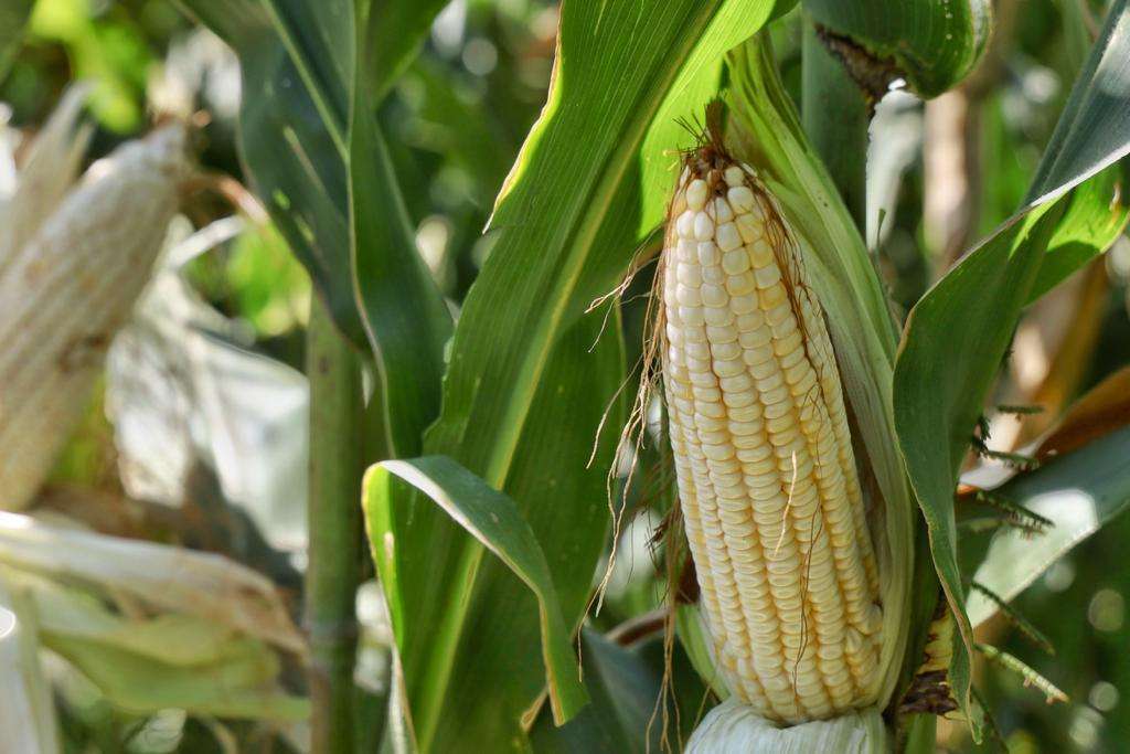 Apoyarán con financiamiento a productores de maíz de Jalisco - ZMG Noticias