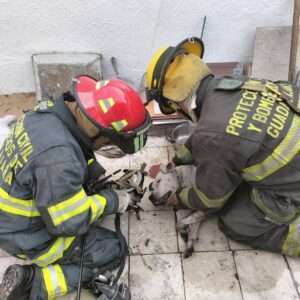 Usando programa SPRINT de Guadalajara rescatan a perrita de un incendio - ZMG Noticias