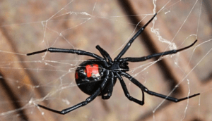 Niño se deja picar por una viuda negra con la esperanza de convertirse en «Spider-Man»