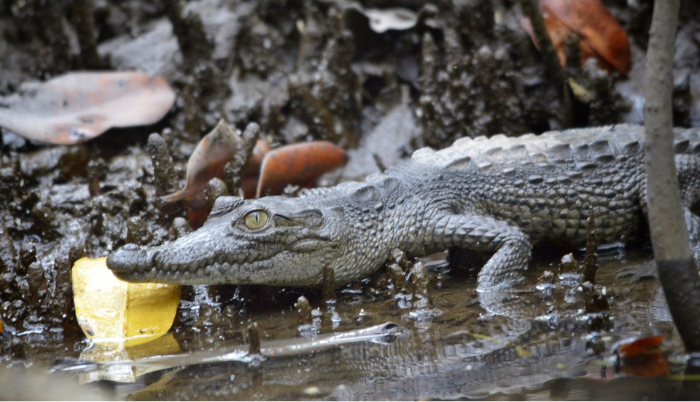 Avanza la implementación de la estrategia estatal sobre biodiversidad en Jalisco